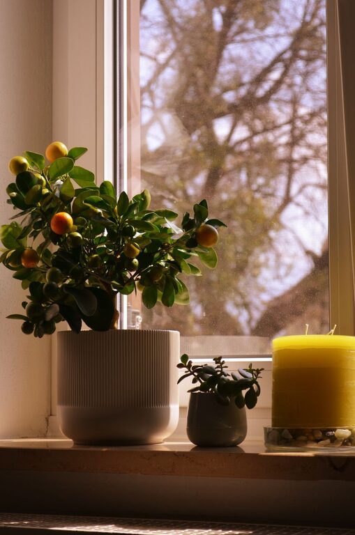 How to Refresh Your Home with Plants: Simple Tips for a Lively Space